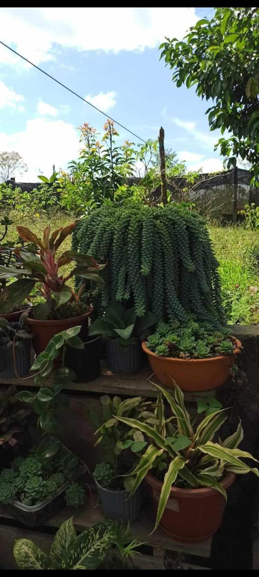 Ferienwohnung El Jardin Secreto De Alvita Puyo Exterior foto